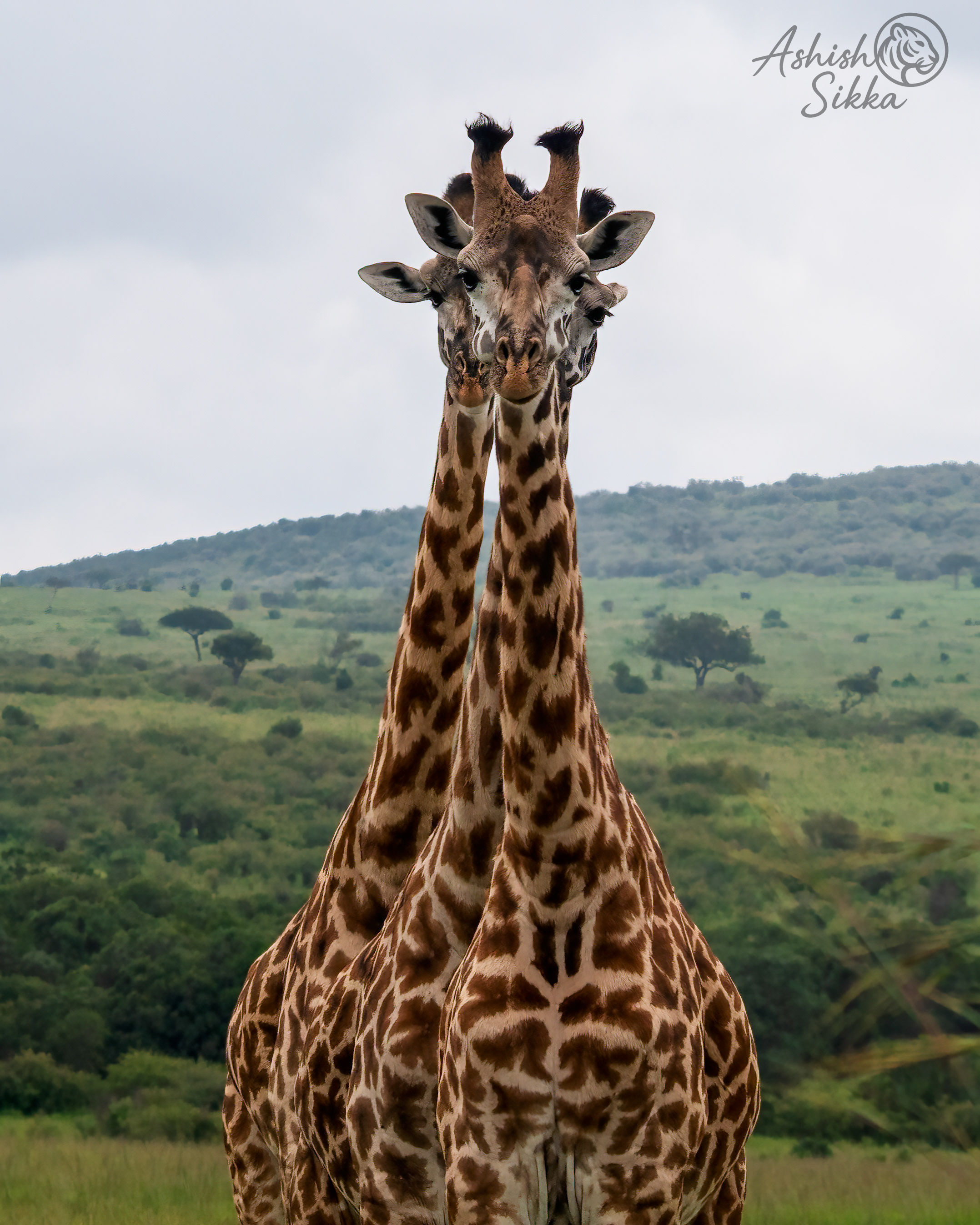 Giraffes "We are seeing eye to eye to eye to eye to eye"