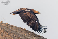 Imperial Eagle 5 LRK Jan 26 _19A8667