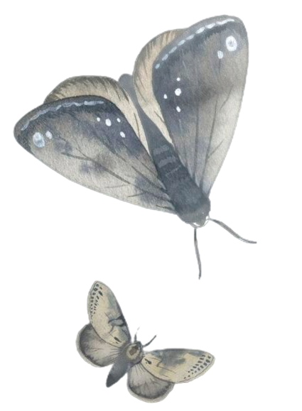 two watercolor moths