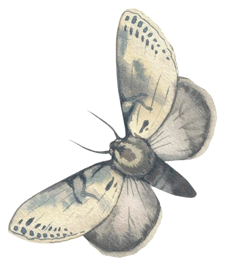 moths PAINTED