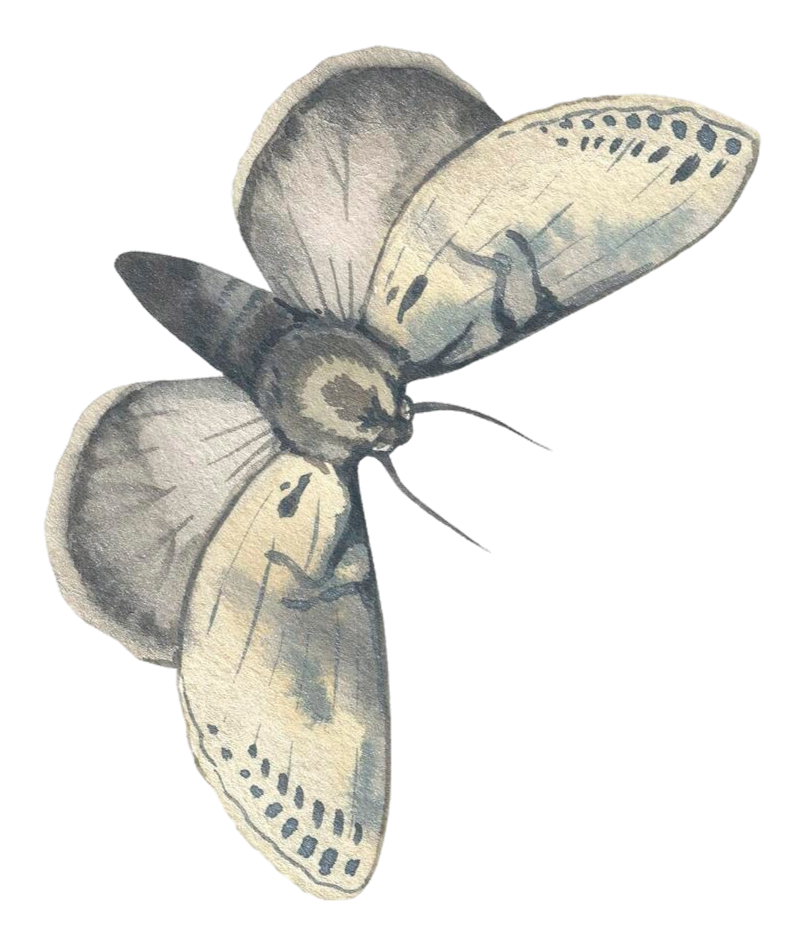 A moth illustration