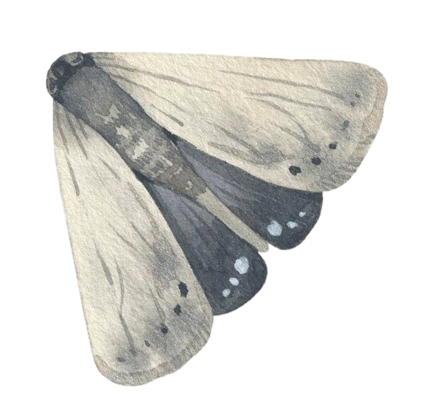 watercolor moths