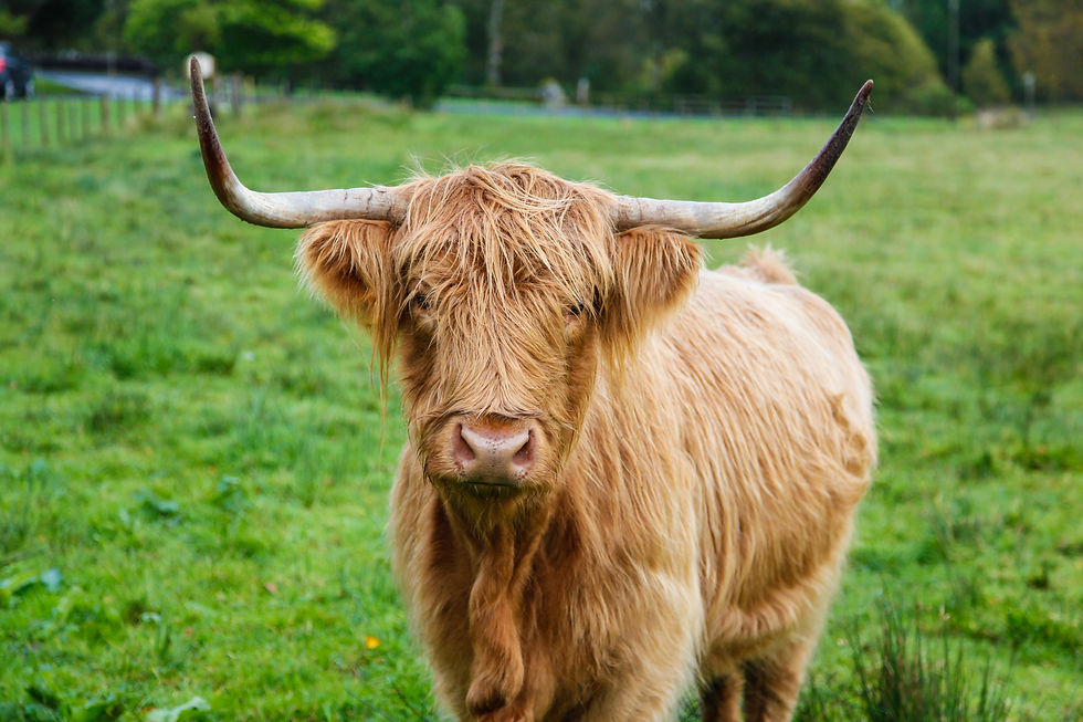 Chasing Light and Legacy in Edinburgh: A Travel Photographer’s Scottish Escape