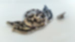 Skull & Winged Flame Concho