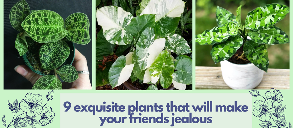 6 exquisite plants that will make your friends jealous