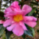 F5D9413D-EFD2-44BA-8CF0-94E7C00ECA5C_1_1