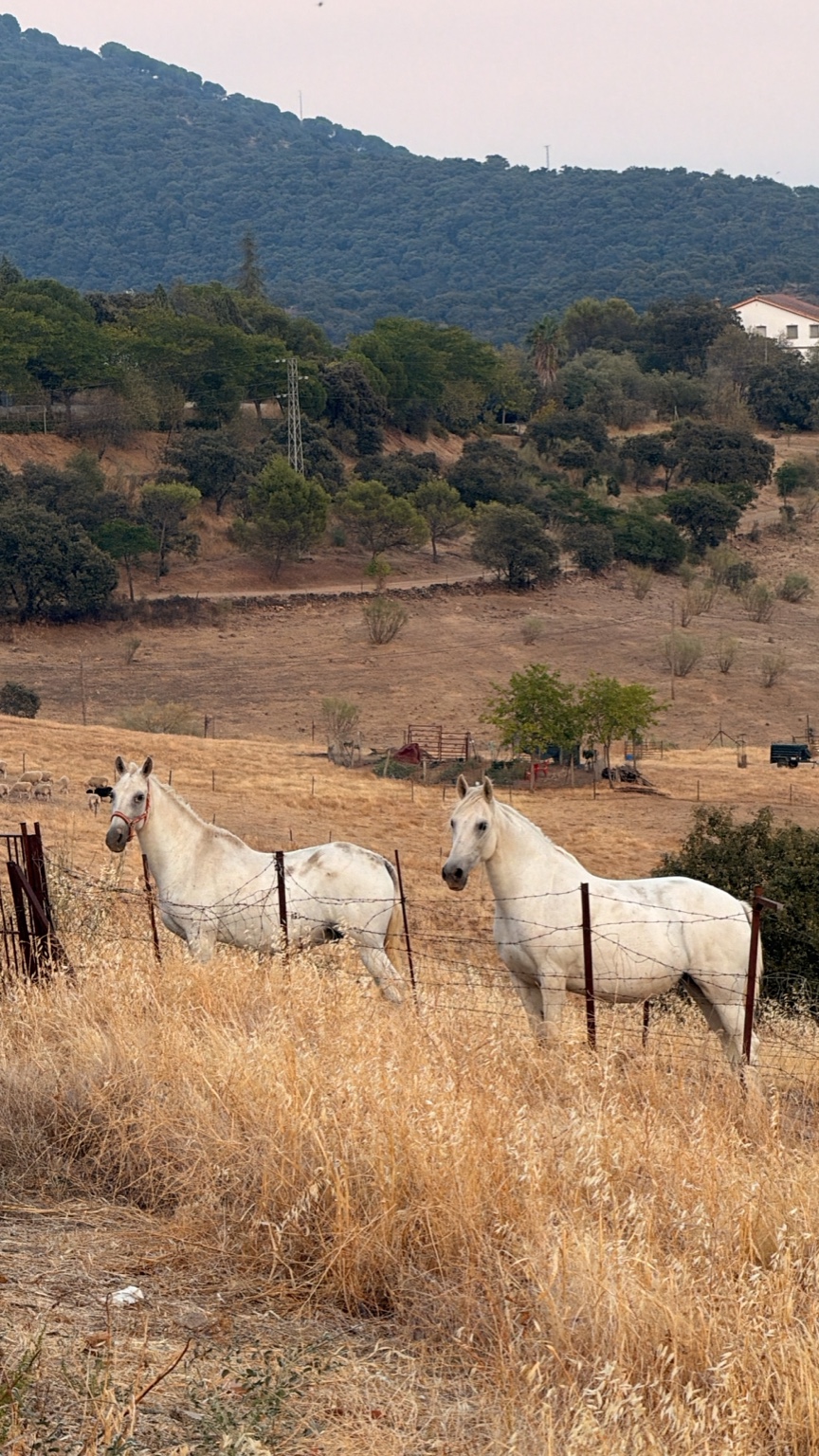Caballos blancos en el paisaje natural de Villaharta, Córdoba