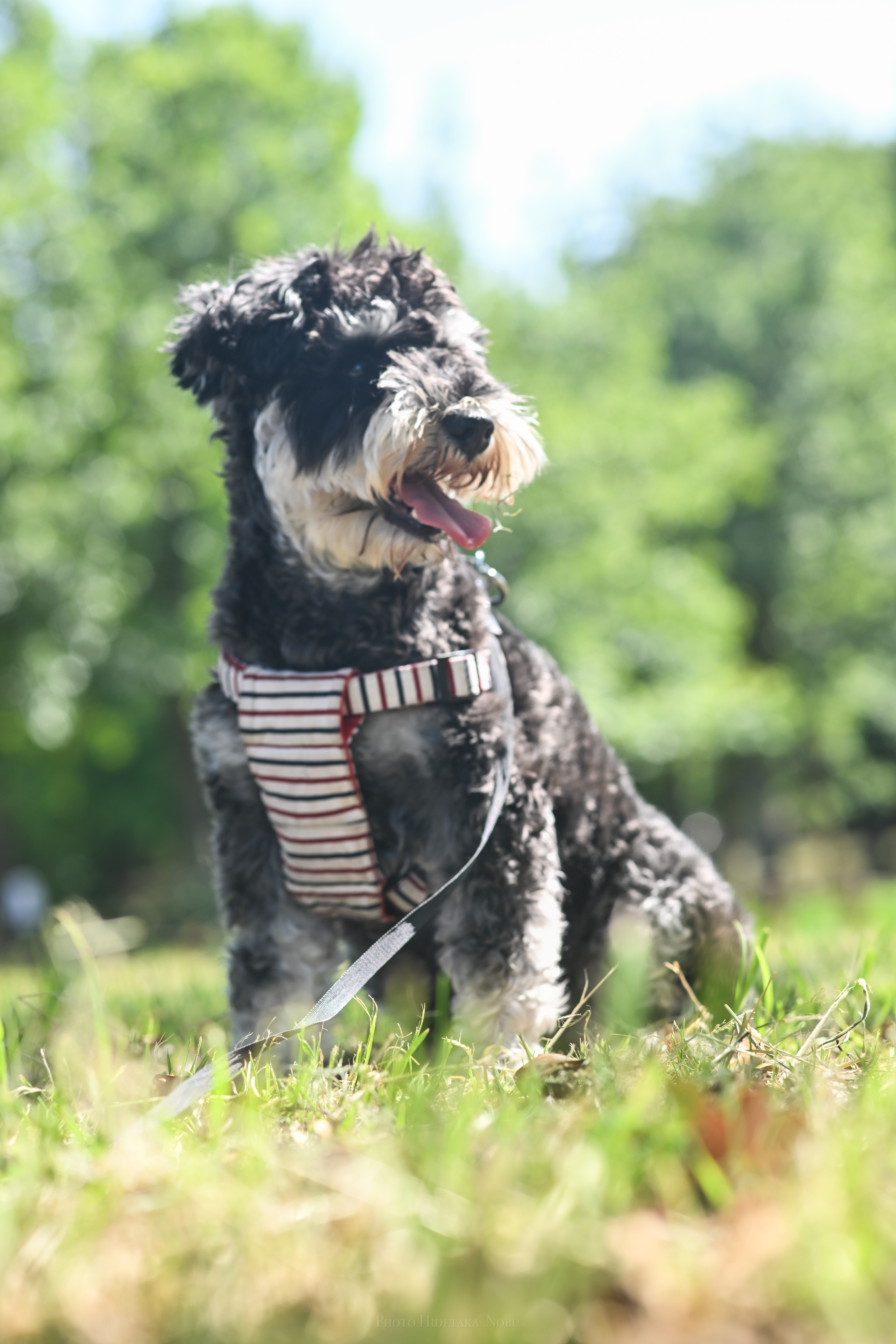 Batres sitting in the park grass wearing a striped harness. Photograph by Nobu san.