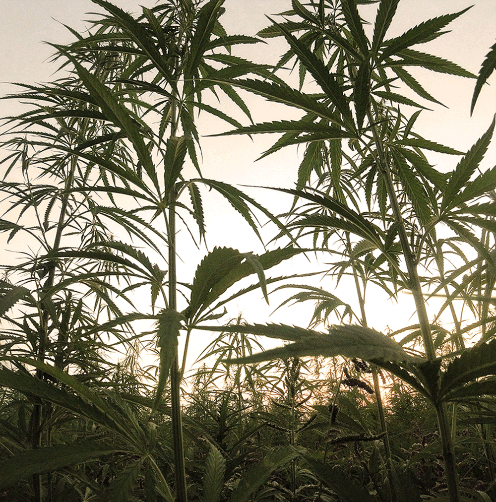 Hemp.GIF