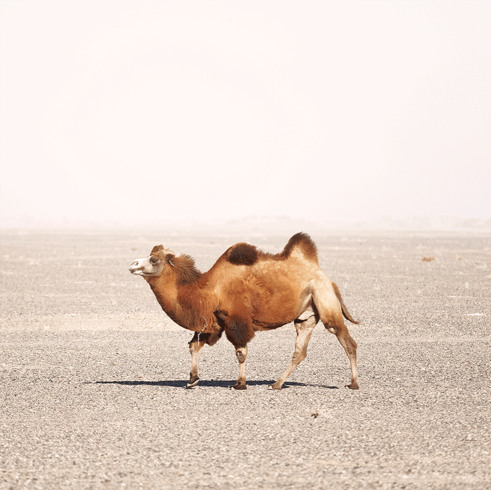 Camel.GIF