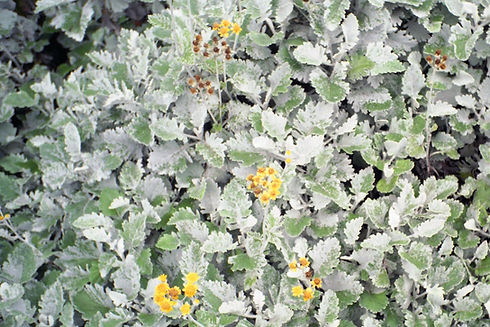 flower_edited.jpg