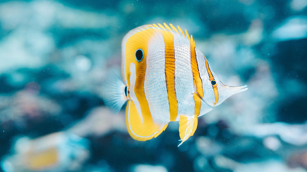 How To: Cycle a marine Aquarium