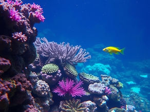 Mastering Aquarium Care: The importance of The Big Three