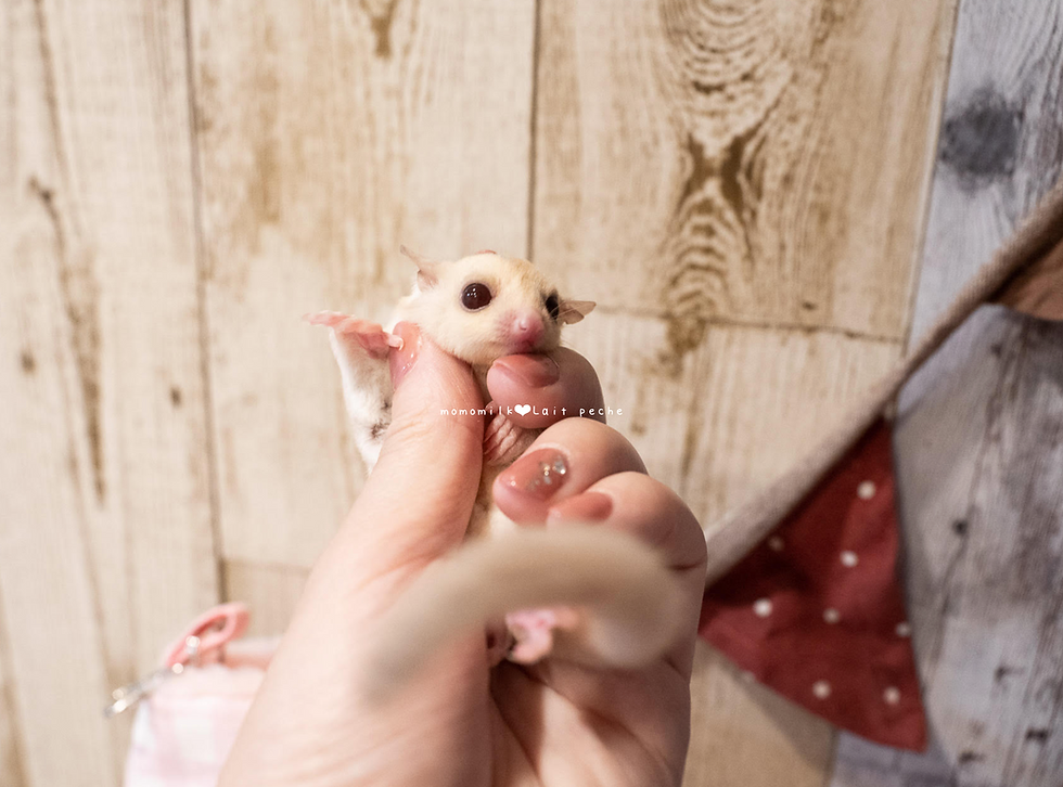 サムネイル： クロモモンガ　濃いめクリミノホワイトフェイス