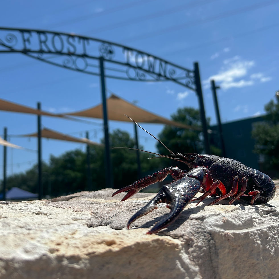 Crawfish at Frost Town!