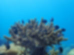 coral reef restoration