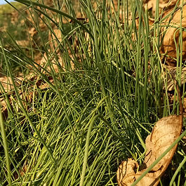 Un aceto macerato con Allium Vineale che lo dona un leggero profumo d'aglio