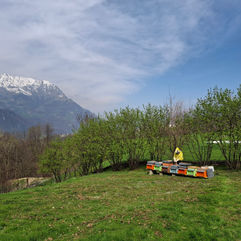 api nuovi