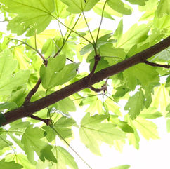 Acero Campestre e...