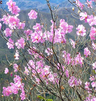 アカヤシオ。群馬県・烏帽子岳