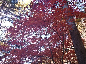 カエデ類の紅葉.jpg