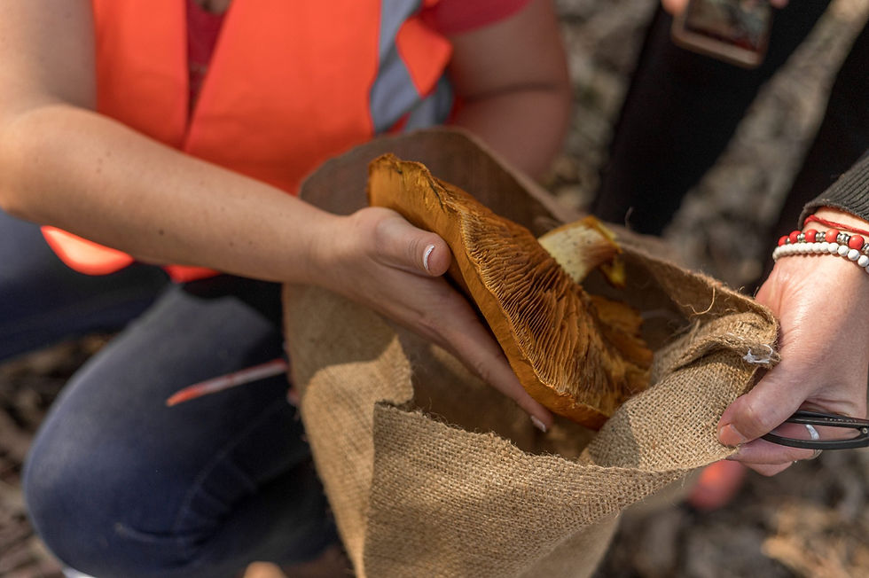 Montes del Plata impulsó el III Encuentro del Mundo Fungi en Orgoroso