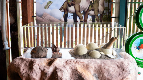 Huevos fósiles de titanosaurios de 80 millones de años: nuevo espacio en el Bioparque M'Bopicuá