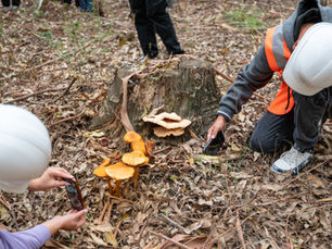 La Ruta del Hongo: una red productiva que ya supera los US$ 4 millones al año