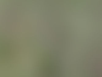 Montes del Plata incorporó una nueva Área de Alto Valor de Conservación en Río Negro