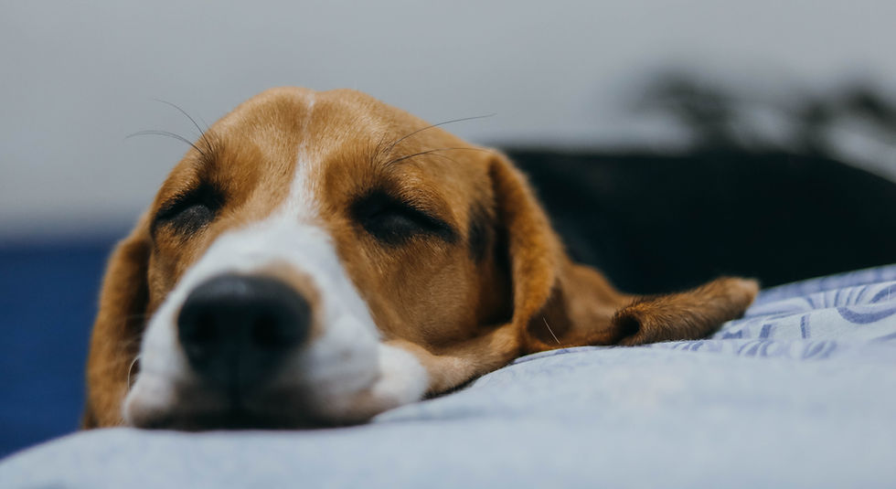 Beagle resting peacefully on a patterned blue blanket, eyes closed, conveying a calm and cozy mood. Background is blurred.