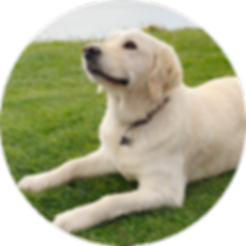 BD - BodiDog Image (Edited).png