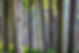 trees-8173532_1280.jpg