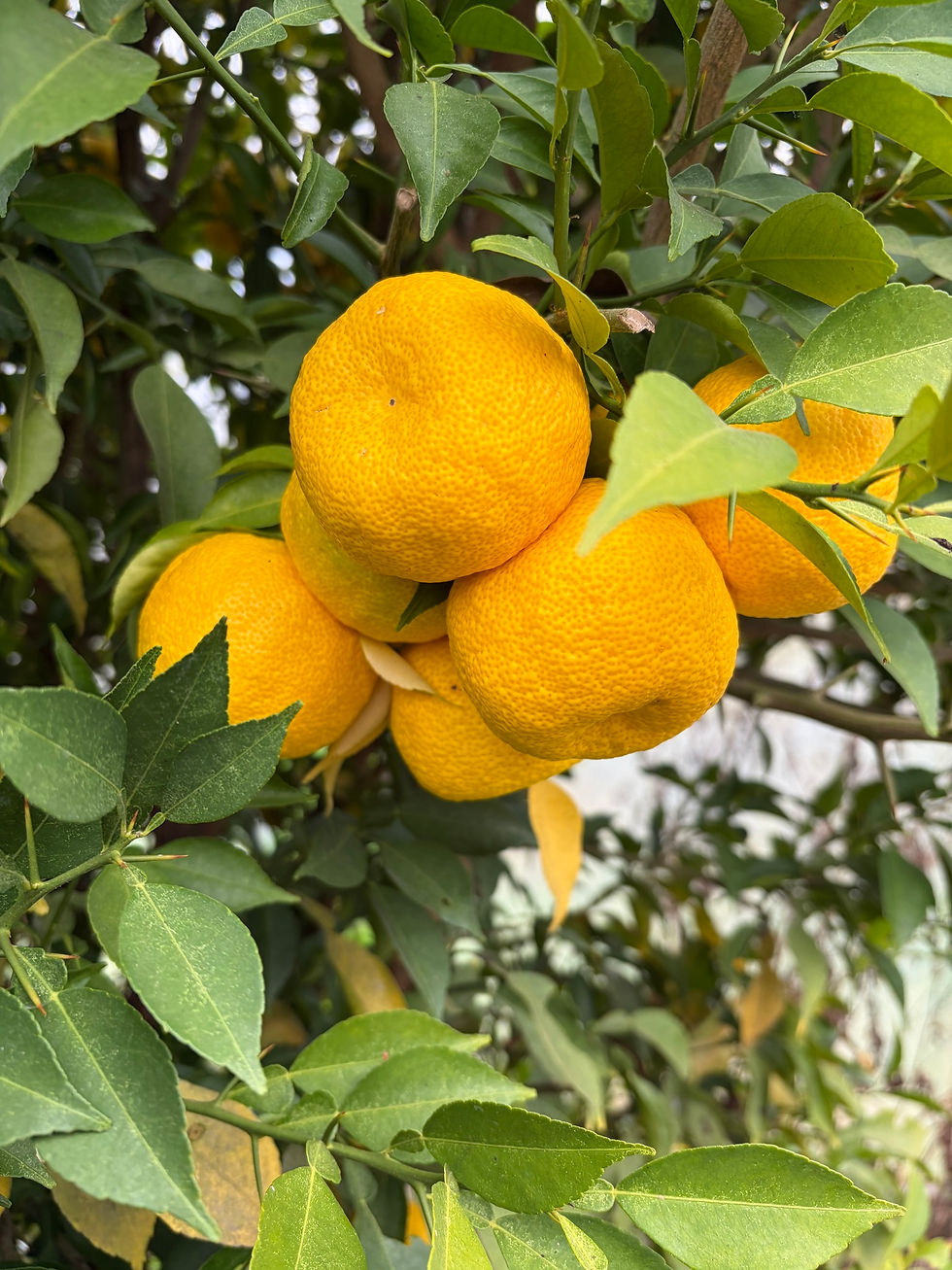 plusieurs yuzu dans l'arbre