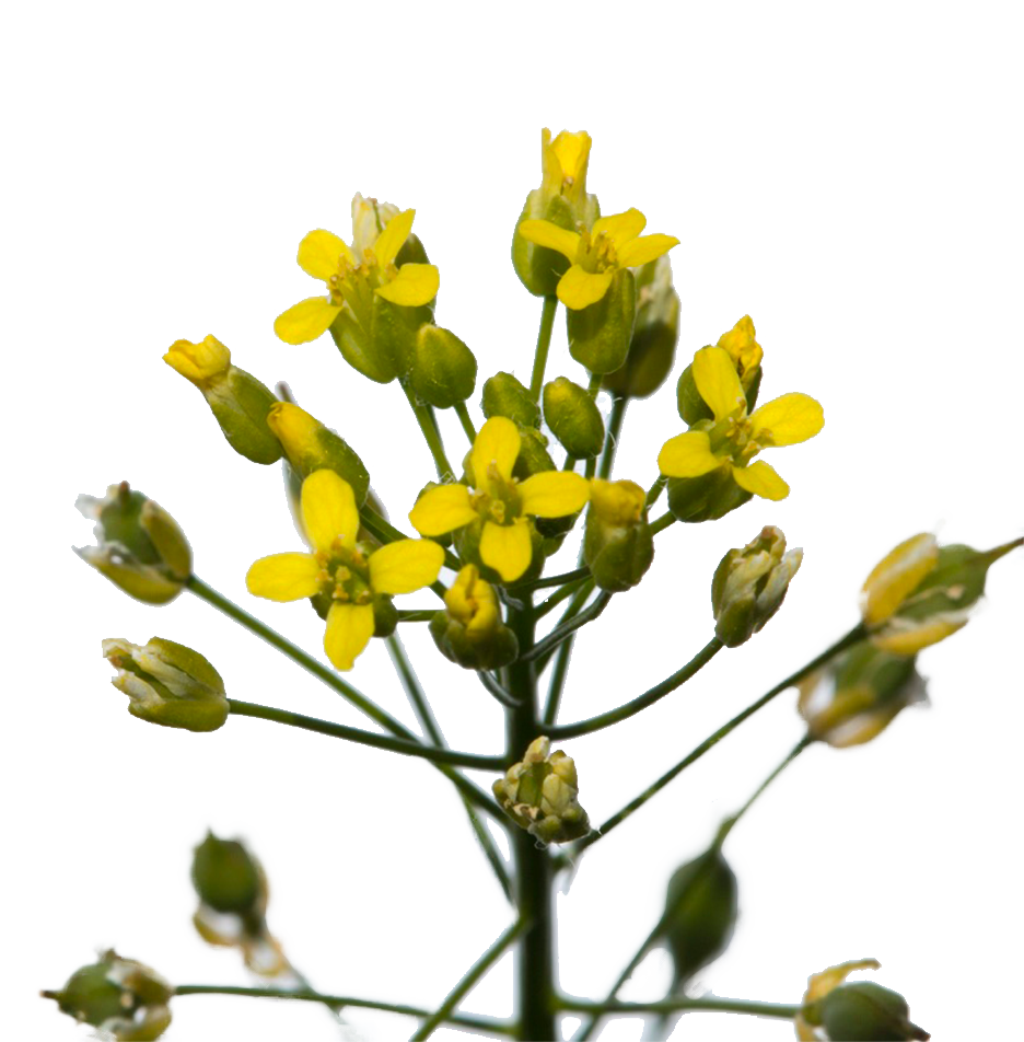 Miniature : Caméline  pour masque visage au miel pour purifier et hydrater. Cosmétique naturel Ambroise Savonnerie