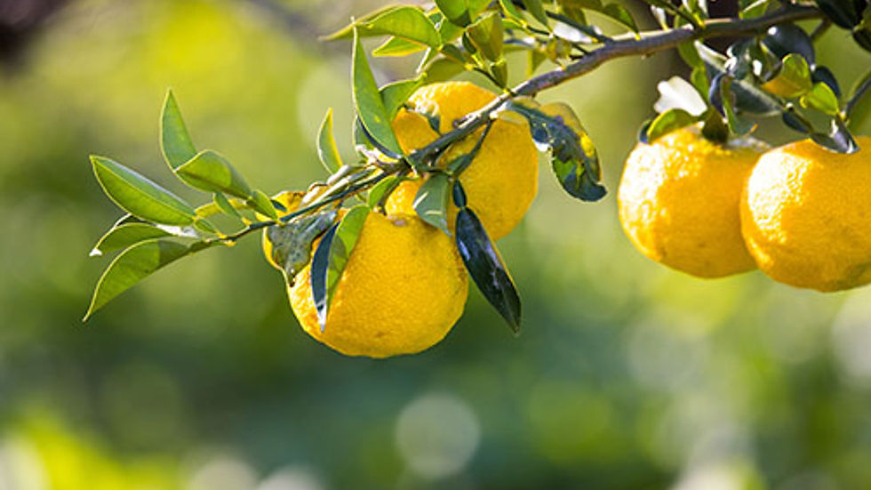 feuilles et fruits de yuzu