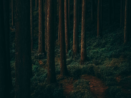 WINTER AND FOREST ARE THE BEST COMBO