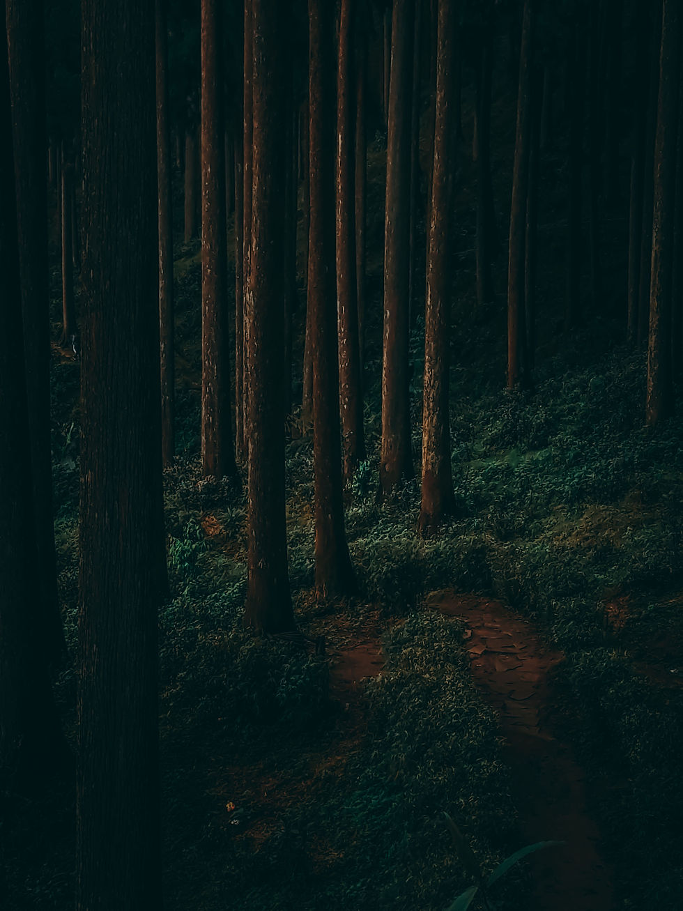 WINTER AND FOREST ARE THE BEST COMBO