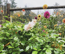 Dahlias
