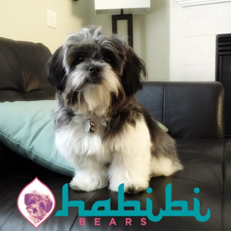 Habibi Updates