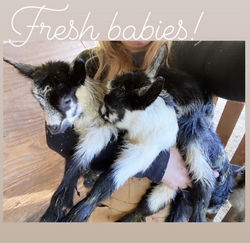 fresh babies
