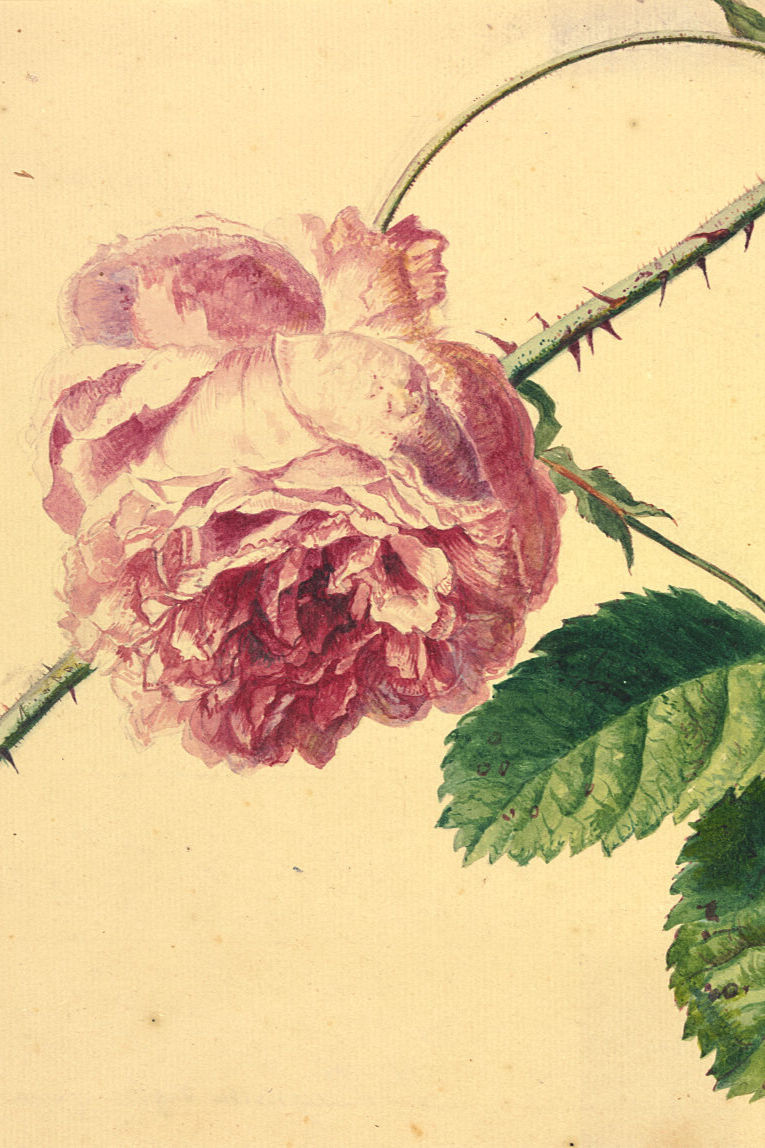 Thumbnail: antique rose