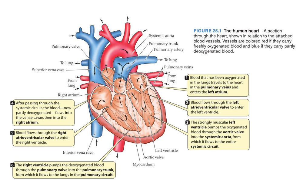 Cardiovascular system