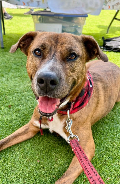 Meet Roxy: The Spirited Sweetheart Searching for Home