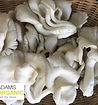 Oyster mushroom white
