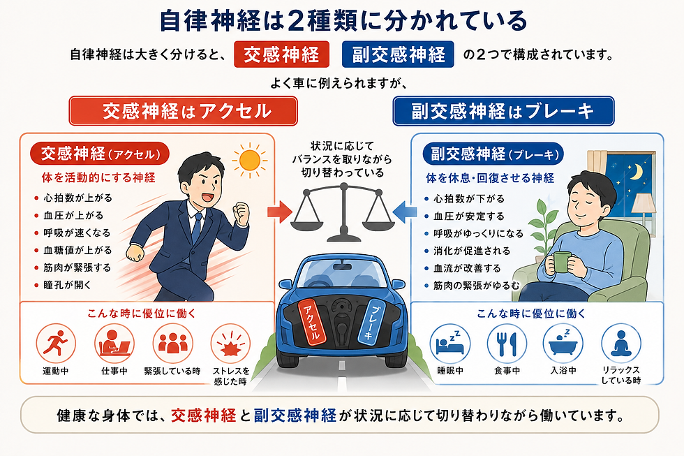 自律神経の交感神経と副交感神経を、車のアクセルとブレーキに例えた解説図。走る男性とくつろぐ男性、各作用の説明文あり。