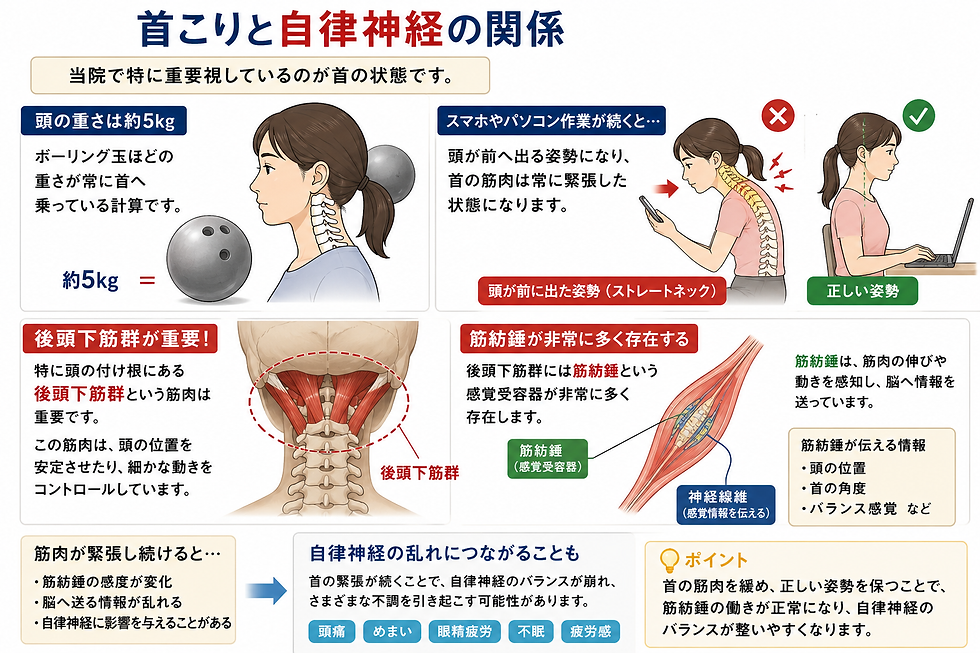 首こりと自律神経の関係を解説する図。スマホ姿勢と正しい姿勢、首の筋肉・筋紡錘・神経、頭痛や不眠の注意書き。