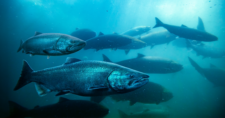 salmon no adipose extended iStock-1357348217_blue_edited.png