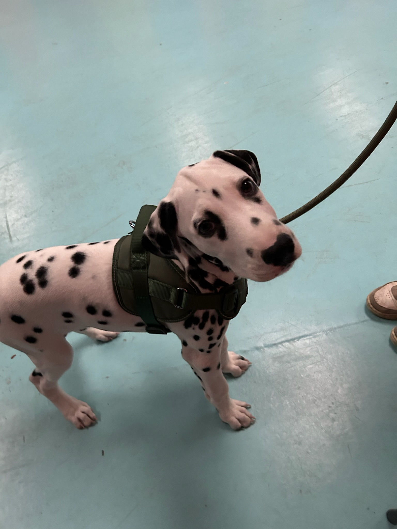 Dalmation puppy training