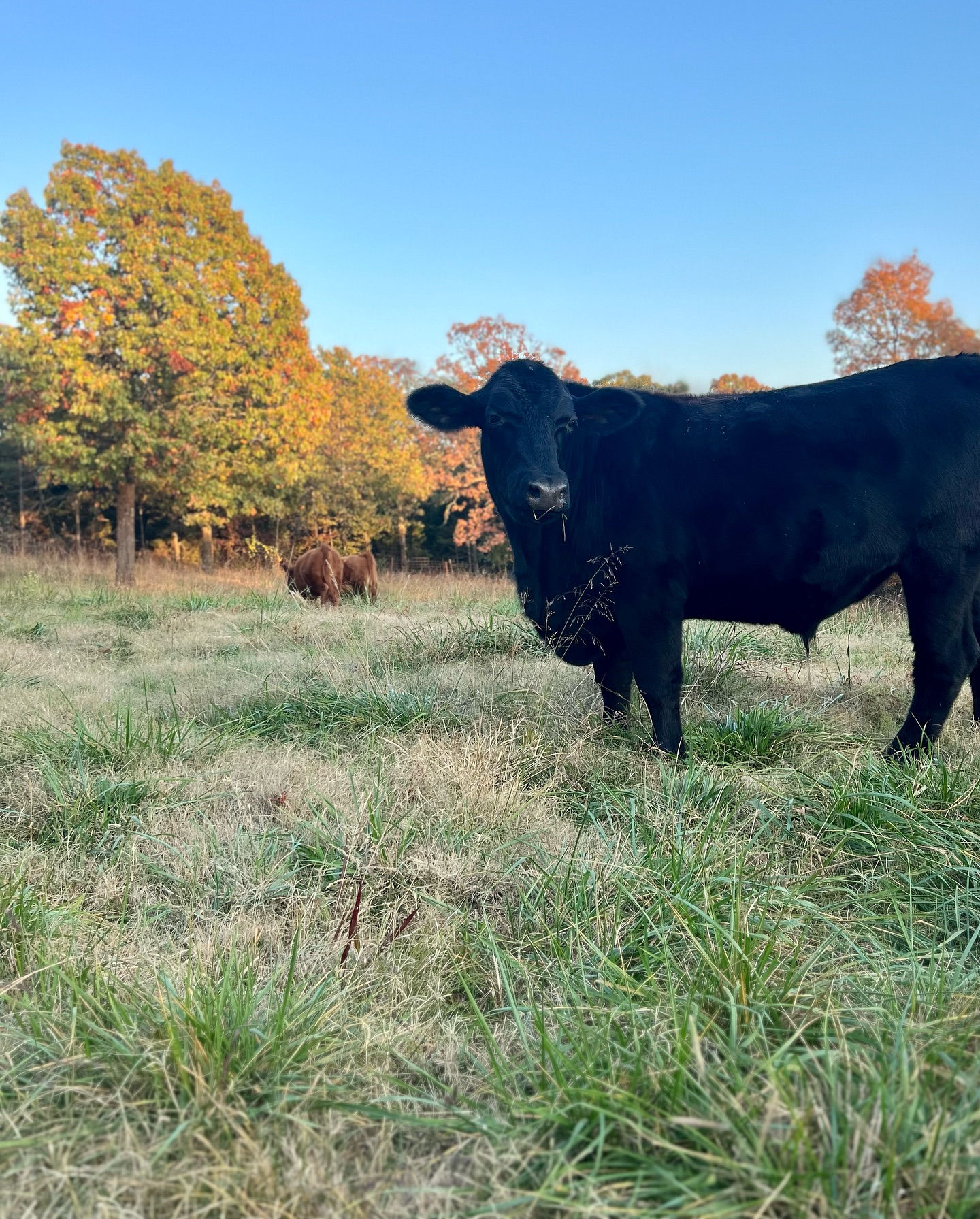 Property & Project Analysis