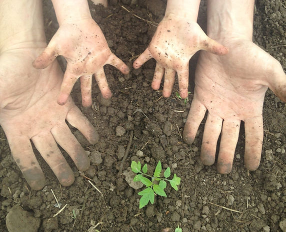 A father and son's hands, dirty with soil, from planting a tomato seedling in the garden.
